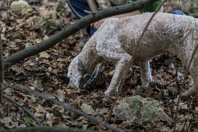Truffle Lunch & Hunting Experience in San Gimignano - Podere La Marronaia and your truffle team: Mirco, Luca, and the dogs