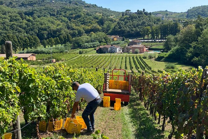 Tuscan Wine Tour in Lucca by van - The Van, the Group Size, and the Comfort Factor