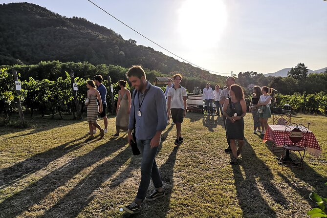 Tuscan Wine Tour in Lucca by van - Two Hill Wineries, One Relaxed Rhythm