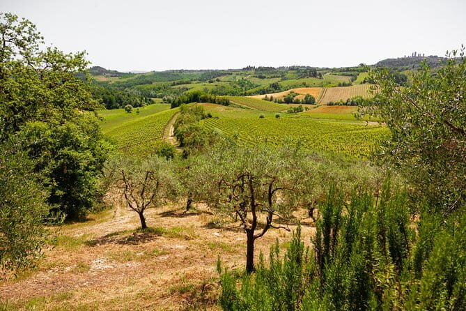 Tuscany Day Trip from Florence: Siena, San Gimignano, Pisa and Lunch at a Winery - A Florence day trip that actually covers Tuscany’s variety