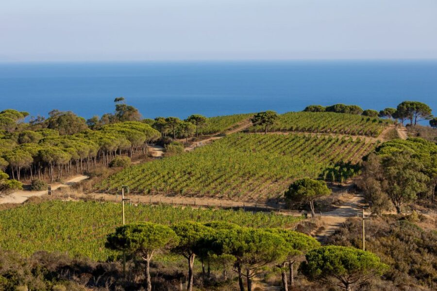 Tuscany: Ripalte Design Winery Wine and Cheese Tasting Tour - Key highlights to know before you go