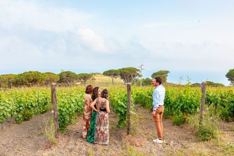 Tuscany: Ripalte Design Winery Wine and Cheese Tasting Tour - The 2-hour plan: vineyard story, design cellar, and sea-view tasting