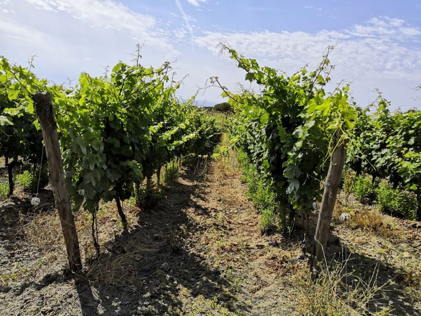 Tuscany: Ripalte Design Winery Wine and Cheese Tasting Tour - The wine lineup: what you’ll actually taste