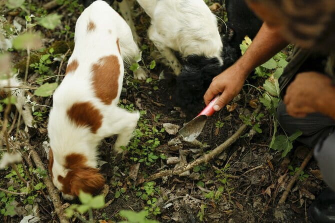 Tuscany Truffle Hunt: A Culinary Adventure - The ride, the pace, and the small-group advantage