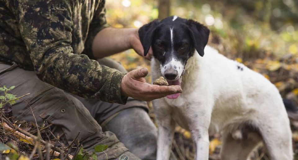 Tuscany: Truffle Hunting and Meal at a Winery - Wine tasting and pairing: eleven wines, practical lessons