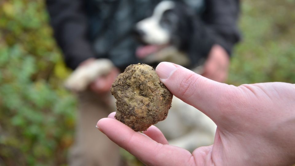 Tuscany: Truffle Hunting and Meal at a Winery - Price and value: is $474.28 per person actually worth it?