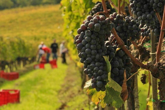 Tuscany Wine Tastings with Panoramic View - Florence to Chianti - What you’ll taste: whites, Chianti reds, and a practical flight