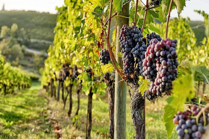 Tuscany Wine Tour from Rome with Private Driver - Your day’s “freedom”: private driver, free time, and snack support