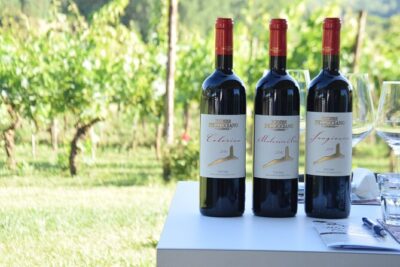 Tuscany Wine Tours in a family winery Podere Pellicciano - Step-by-Step Itinerary: Vineyards, Winery Rooms, and the Wine Cellar