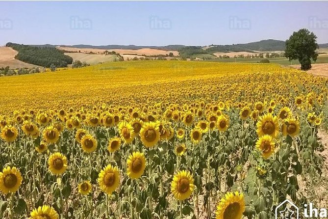 Under the Tuscan Sun Tour from Rome-Cortona & Montepulciano 1 day - Contucci Cantine: wine tasting in a historic family cellar