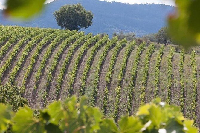 Vespa Tour in Chianti Small Group from Florence - Logistics that can make or break your day: meeting point, weather, and road rules