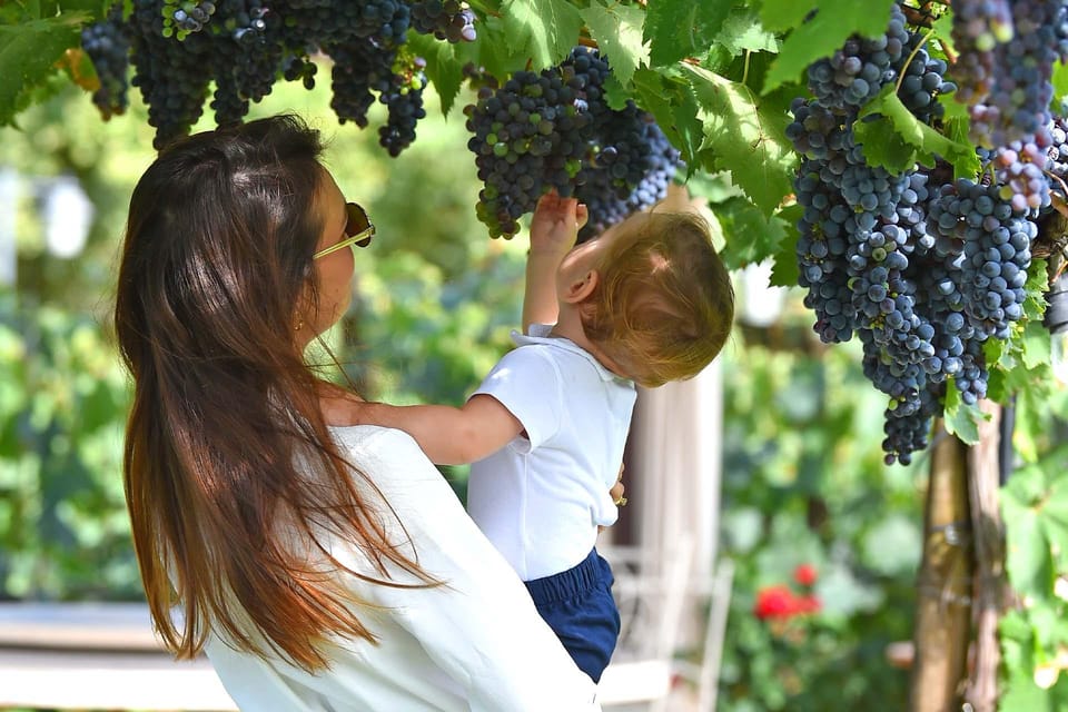 Vineyard Walk, Lunch or Dinner with Wine Tasting - A 3-hour vineyard walk in Tuscany that actually feels doable