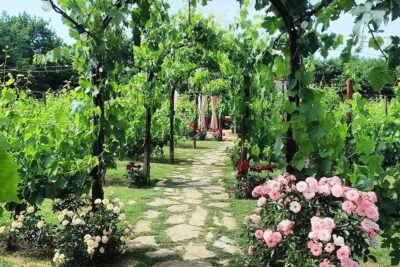 Vineyard Walk, Lunch or Dinner with Wine Tasting - Should you book this vineyard walk with wine and lunch or dinner?