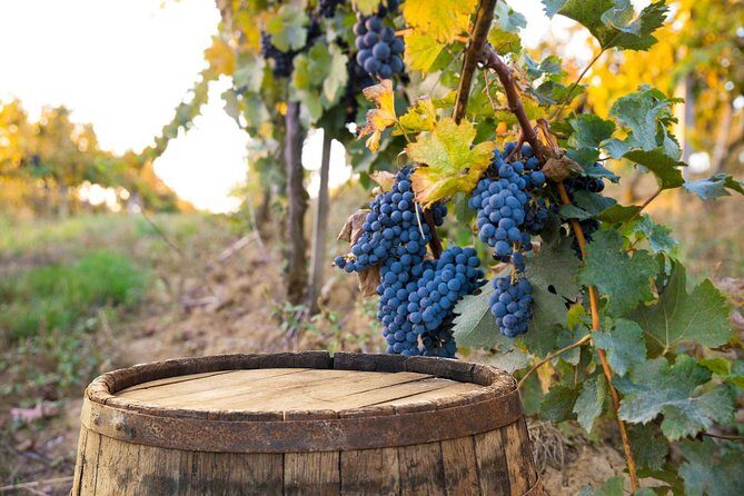 Vintage Fiat 500 Tour from Siena: Tuscan Hills and Winery Lunch - Casale dello Sparviero winery lunch: cypress trees, tasting, and that farmhouse feel