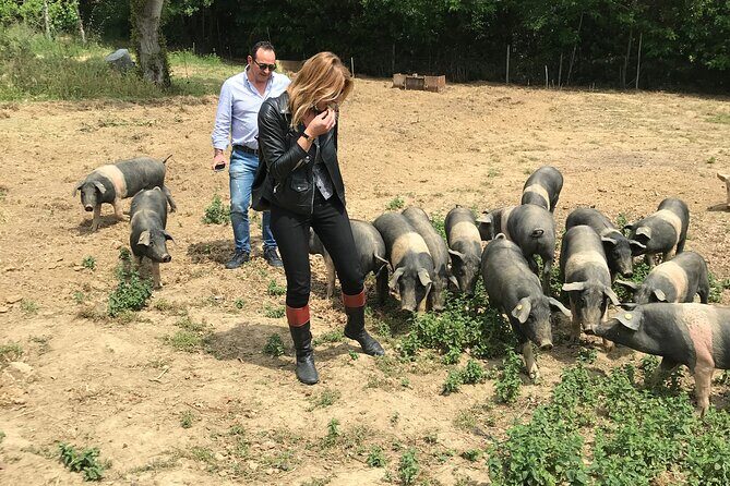 Visit to the Cinta Senese farm in Montepulciano - The Garden Harvest Option: Small-Season Differences You Can Plan Around