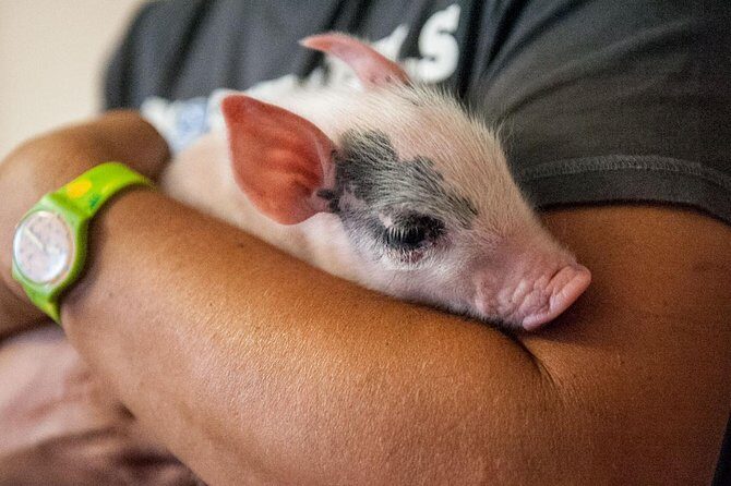 Visit to the Cinta Senese farm in Montepulciano - Why Cinta Senese Pigs Are the Main Character Here