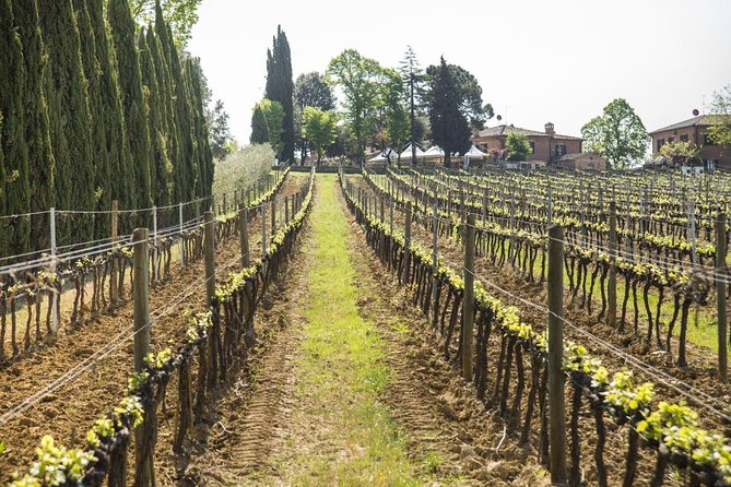 Wine tasting in Montepulciano and visit to Pienza, in Tuscany from Rome - Key takeaways