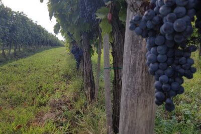 Wine tasting in Montepulciano and visit to Pienza, in Tuscany from Rome - Winery visit in Montepulciano: Nobile di Montepulciano and more
