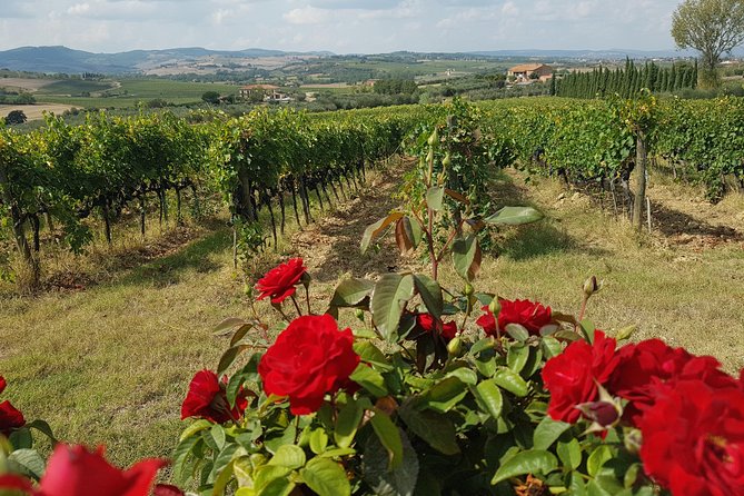 Wine tasting in Montepulciano and visit to Pienza, in Tuscany from Rome - Price and logistics: what $517.90 really buys you