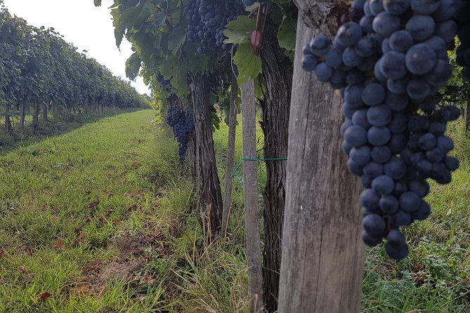 Wine tasting in Montepulciano and visit to Pienza, in Tuscany from Rome - Winery visit in Montepulciano: Nobile di Montepulciano and more